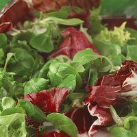 Fresh Salad